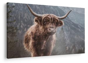 Tablou - Vaca Highlander (90x60 cm)
