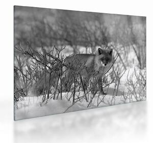 Tablou pe sticlă - Vulpe în timpul iernii (70x50 cm)