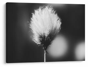 Tablou - Coțofană neagră și albă (70x50 cm)