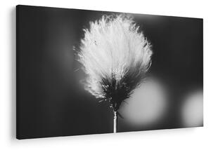 Tablou - Coțofană neagră și albă (90x60 cm)
