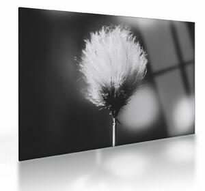 Tablou pe sticlă - Coțofană neagră și albă (70x50 cm)