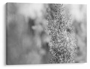 Tablou - Iarbă de pampas Boho (70x50 cm)