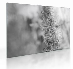 Tablou pe sticlă - Iarbă de pampas Boho (70x50 cm)