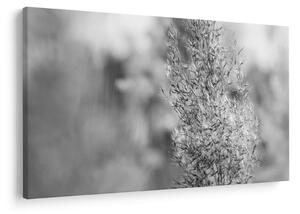 Tablou - Iarbă de pampas Boho (90x60 cm)