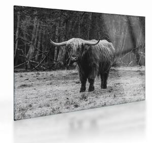 Tablou pe sticlă - Vacă scoțiană (70x50 cm)