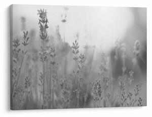 Tablou - Lavanda (70x50 cm)
