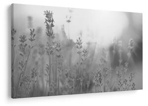 Tablou - Lavanda (90x60 cm)