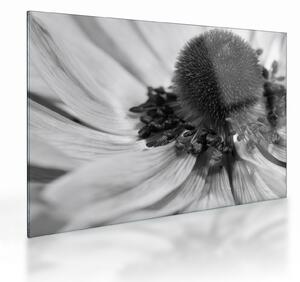 Tablou pe sticlă - Floare în alb-negru (70x50 cm)