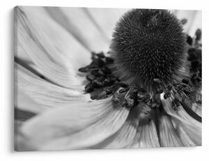 Tablou - Floare în alb-negru (70x50 cm)