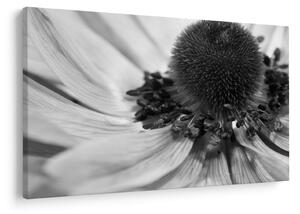 Tablou - Floare în alb-negru (90x60 cm)