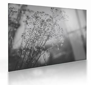 Tablou pe sticlă - Pajiște după ploaie (70x50 cm)