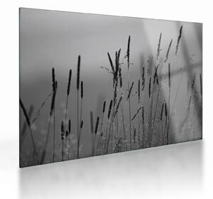 Tablou pe sticlă - Lamele de iarbă (70x50 cm)