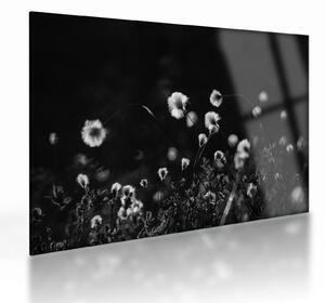 Tablou pe sticlă - Pajiște cu iarbă de cozonac N⁰1 (70x50 cm)