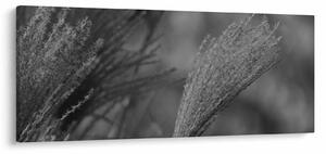 Tablou - Iarbă de pampas uscată (120x50 cm)