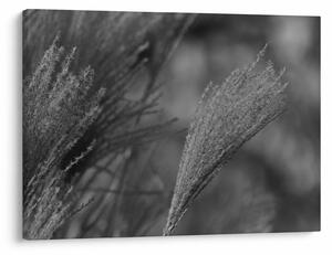 Tablou - Iarbă de pampas uscată (70x50 cm)