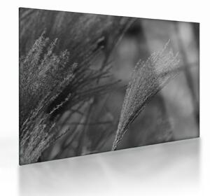 Tablou pe sticlă - Iarbă de pampas uscată (70x50 cm)