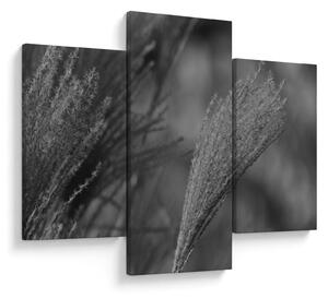 Tablou - Iarbă de pampas uscată (90x60 cm)
