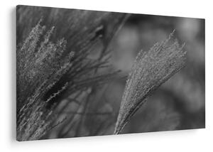 Tablou - Iarbă de pampas uscată (90x60 cm)