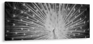 Tablou - Păun alb (120x50 cm)