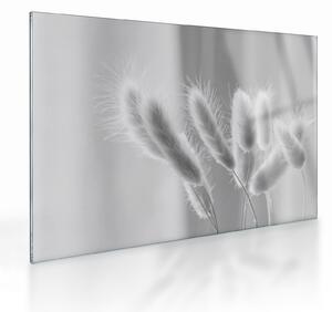 Tablou pe sticlă - Iarbă de coadă de iepure (70x50 cm)