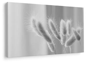 Tablou - Iarbă de coadă de iepure (90x60 cm)