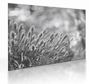 Tablou pe sticlă - Iarbă moale bej N⁰1 (70x50 cm)
