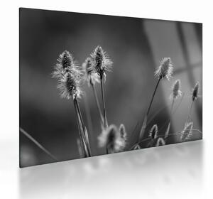 Tablou pe sticlă - Iarbă moale bej N⁰2 (70x50 cm)