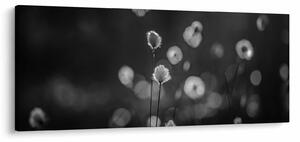 Tablou - Iarba de bumbac în pajiște (120x50 cm)