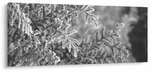 Tablou - Pădure de molid (120x50 cm)
