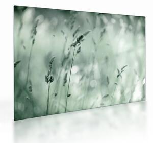 Tablou pe sticlă - Pajiște verde (70x50 cm)