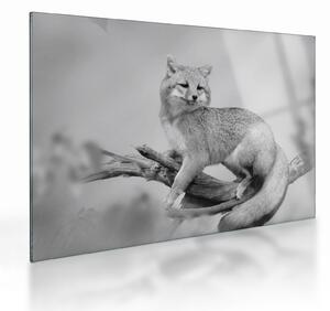 Tablou pe sticlă - Vulpe gri (70x50 cm)