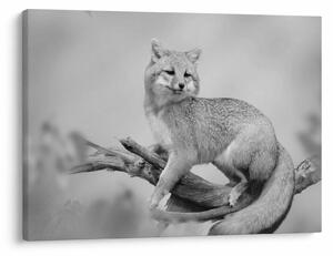 Tablou - Vulpe gri (70x50 cm)