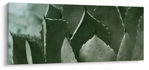 Tablou - Agave verde (120x50 cm)