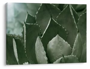 Tablou - Agave verde (70x50 cm)