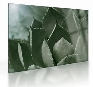 Tablou pe sticlă - Agave verde (70x50 cm)