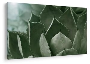 Tablou - Agave verde (90x60 cm)