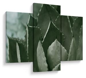 Tablou - Agave verde (90x60 cm)