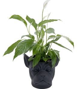 Ghiveci decorativ Bulldog Negru