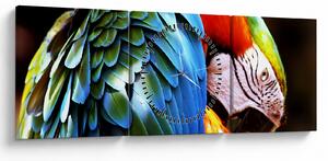 Tablou - Papagal (cu ceas) (90x30 cm)