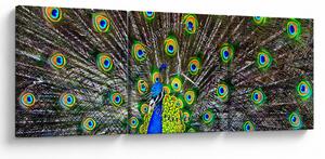 Tablou - Păun (cu ceas) (90x30 cm)
