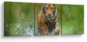 Tablou - Tigru care aleargă (cu ceas) (90x30 cm)