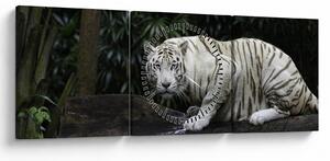 Tablou - Tigru alb (cu ceas) (90x30 cm)