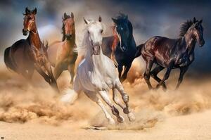 Poster Horses – Five horses, (91.5 x 61 cm)