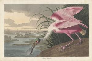 John James (after) Audubon - Artă imprimată Roseate Spoonbill, 1836, (40 x 26.7 cm)
