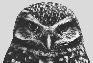 Ilustrare Grey owl, Finlay & Noa, (30 x 40 cm)