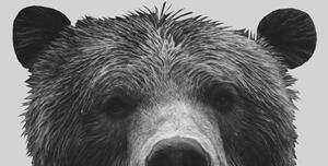 Ilustrare Grey bear, Finlay & Noa, (30 x 40 cm)