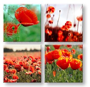 Tablou canvas Meadow of poppy poppies colaj 4 piese XOBKOL17E42 ()