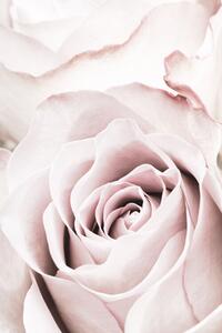 Fotografie Pink Rose No 05, Studio Collection