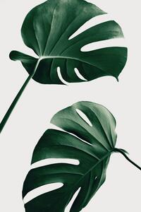 Ilustrație Monstera Natural 46, Studio Collection