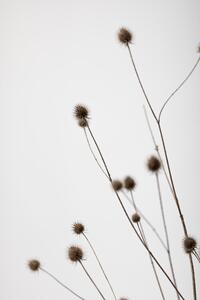 Fotografie Thistle Grey 01, Studio Collection, (26.7 x 40 cm)